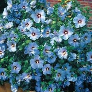 15+ Blue Rose Of Sharon Flower Seeds / Hibiscus / Perennial