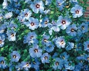 15+ Blue Rose Of Sharon Flower Seeds / Hibiscus / Perennial