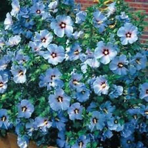 Image of Blue rose of Sharon flower 1