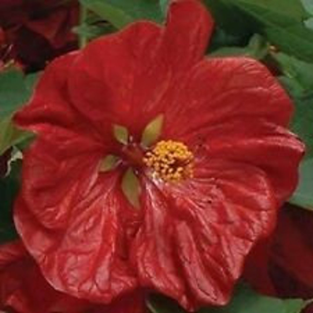 Acero Da Fiore: Ecco Cosa Conoscere - Foto 8