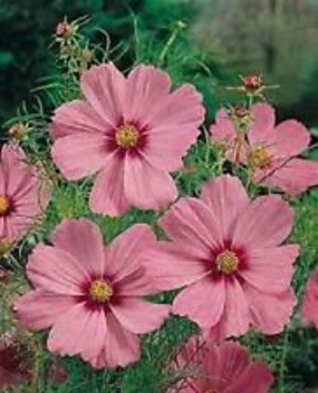 35+ Cosmos Sensation Pinkie Flower Seeds / Drought Tolerant - Etsy