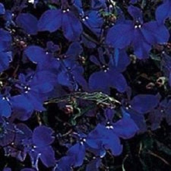 50 + lobelia azul regata / anual las semillas de la flor