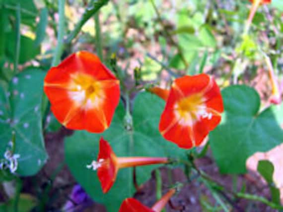 25+ Tri-Color Crimson Morning Glory Flower Seeds / Perennial