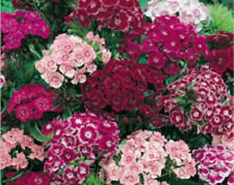 40+ Sweet William Dianthus Perennial Flower Seeds Mix / Fragrant / Long Lasting