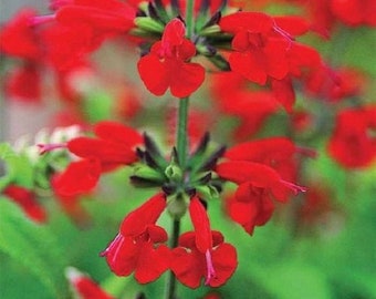 40+ Salvia Saint John's Fire Red Sage Flower Seeds / Deer Resistant Perennial