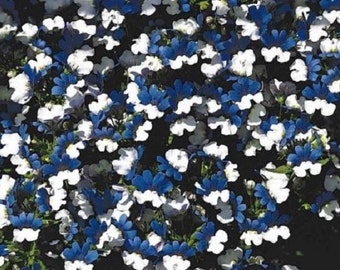40+ Nemesia KLM Blue and White Bi-Color / Annual Flower Seeds