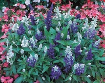 50+ Salvia Seascape Mix Flower Seeds / Perennial