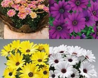 New! 20+ Osteospermum Flower Seeds Mix / Perennial