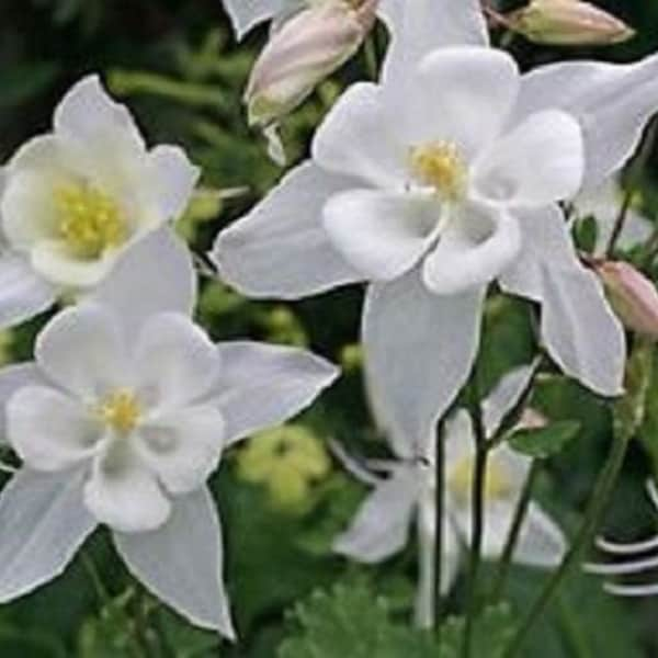 25+ White Star Aquilegia Columbine / Perennial