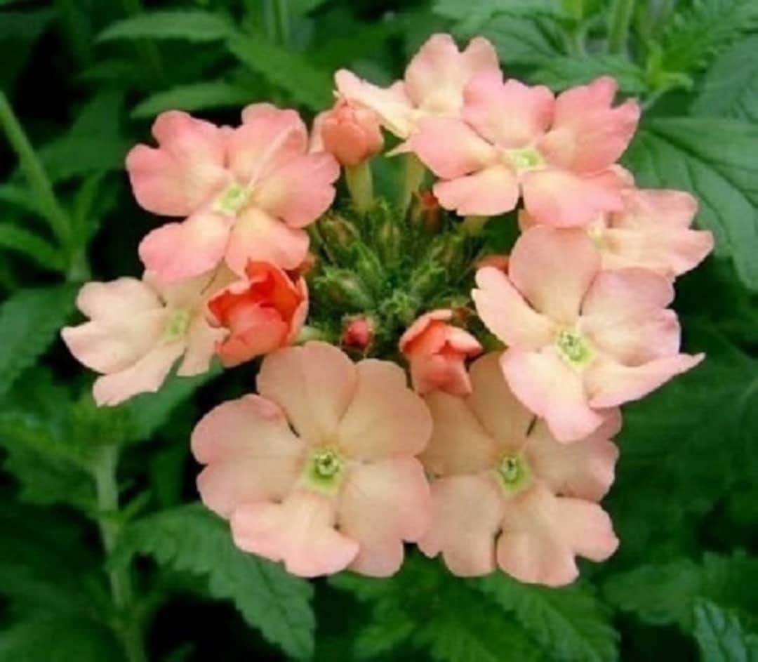 35 Peaches and Cream Verbena Flower Seed Perennial Deer Resistant Etsy