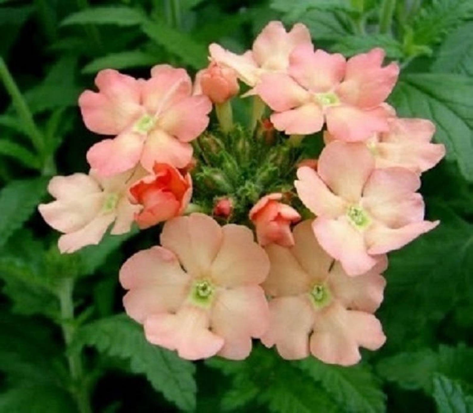 35 Peaches and Cream Verbena Flower Seed Perennial Deer Etsy