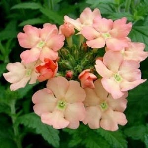 Puede incluir: Un grupo de delicadas flores de verbena de color rosa claro con cinco pétalos cada una. Las flores están en plena floración y tienen un aspecto suave y pastel.