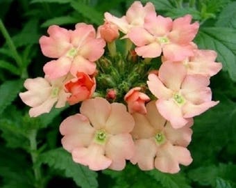 35+ Peaches and Cream Verbena Flower Seed Perennial Deer Resistant