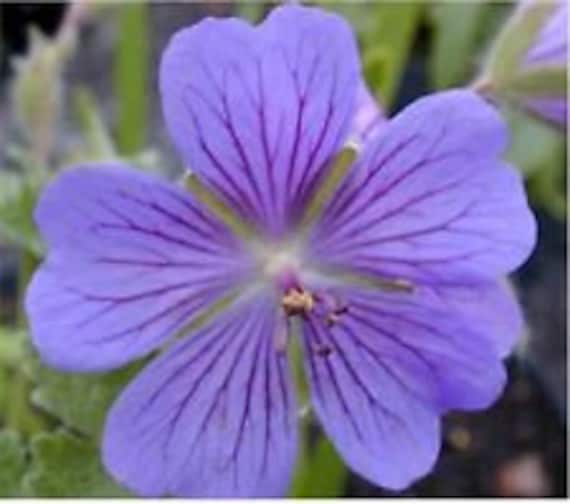 GERANIUM PUSILUM BLUE ORCHID CRANESBILL FLOWER SEEDS 60 GERANIUM PUSILUM BLUE ORCHID CRANESBILL FLOWER SEEDS 60