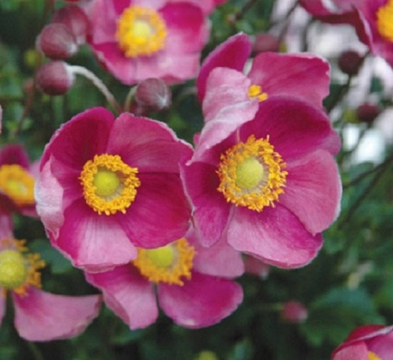 40 Anemone Decaen Mix / Perennial Flower Seeds Etsy