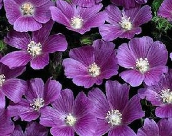 20+ Anoda Cristata Flower Seeds / Annual / Marvelous Coloring