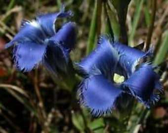 30+ Fringed Dark Blue Gentian Flower Seeds / Gentianopsis Crinita / Perennial