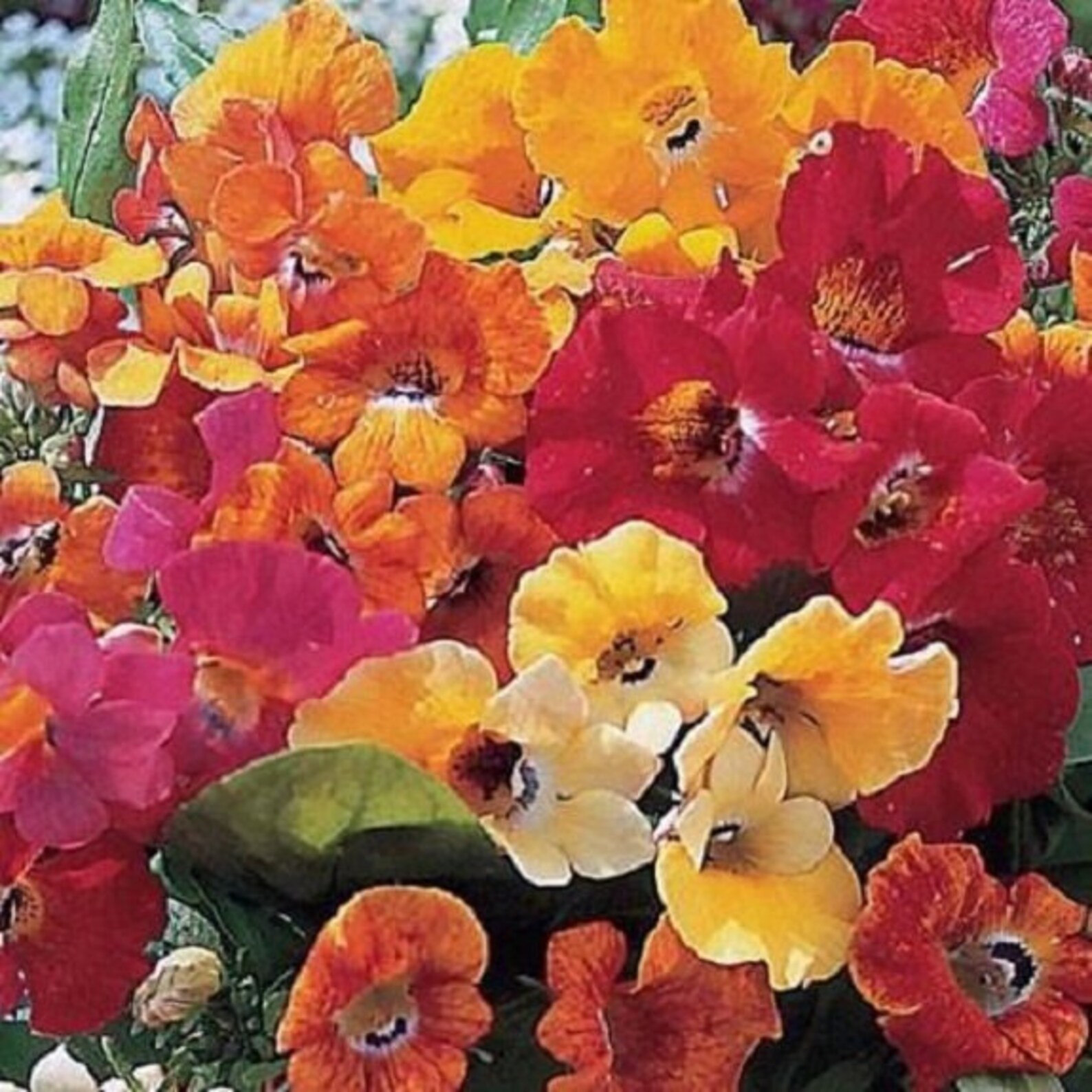 40 Nemesia Carnival Mix / Sweet Coconut Scent / Annual Flower Etsy