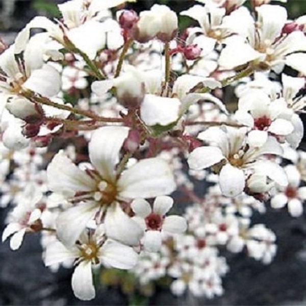 75 + "Nieve primavera" puro blanco Saxifraga / anual las semillas de la flor