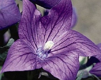 40 + violet Balloon Flower Platycodon / meerjarige bloem zaden