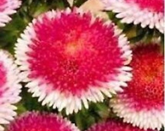 30+ Red Pompon Aster Perennial Flower Seeds