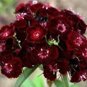 30+ nasion kwiatów Sweet William Dianthus Barbatus Nigrescens Czekoladowo-bordowy