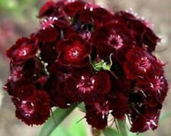 30+ Sweet William Dianthus Barbatus Nigrescens Chocolate Maroon Flower Seeds