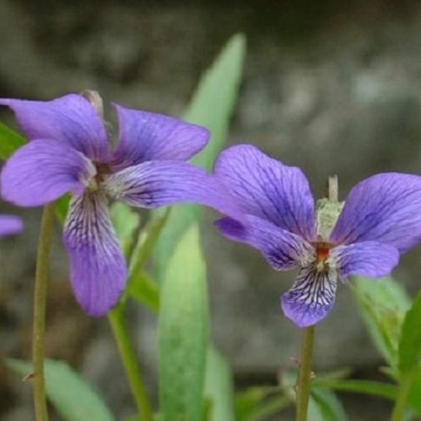 35+ Viola Mandashurica / Japanese Viola Flower Seeds