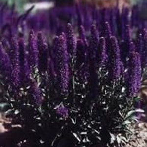50+ Veronica Porphyriana Purple Perennial Flower Seeds
