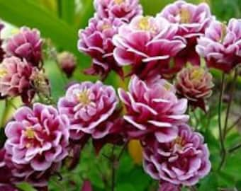 25+ Aquilegia Vulgaris Barlow Rose Columbine Flower Seeds / Perennial