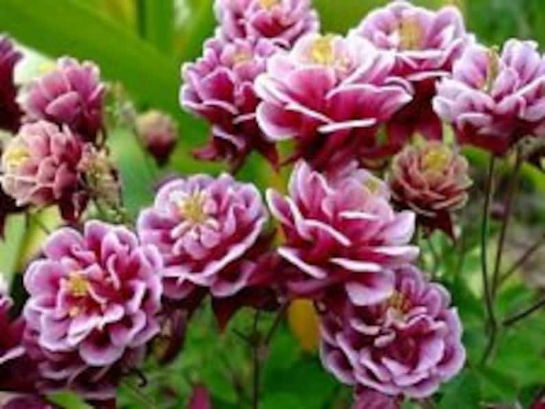 Seedsbycheryl Aquilegia Vulgaris Barlow Rose Columbine Seeds
