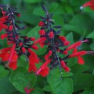 40+ Hummingbird Forest Fire Salvia Flower Seeds Perennial Drought Tolerant Sage