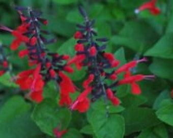 40+ Hummingbird Forest Fire Salvia Flower Seeds Perennial Drought Tolerant Sage