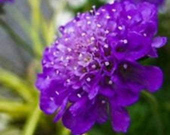 35+ DARK PURPLE PINCUSHION Scabiosa Flower Seeds / Perennial