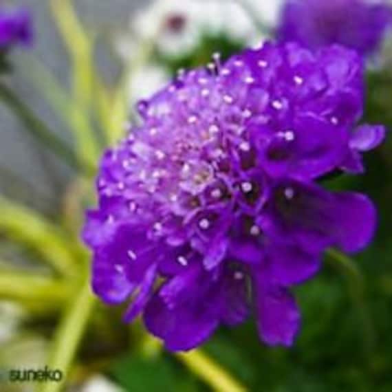 35 DARK PURPLE PINCUSHION Scabiosa Flower Seeds / Perennial Etsy