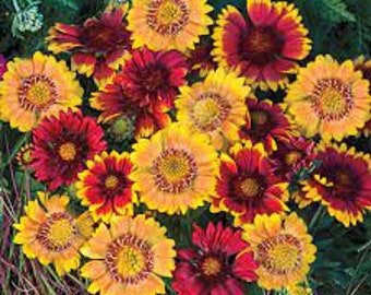 30+ Gaillardia Arizona Mix Flower Seeds / Rarely Offered Perennial