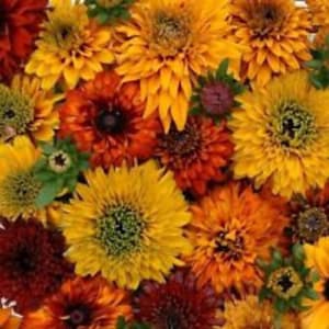 May include: A close-up of a variety of orange, yellow, and red flowers. The flowers are all in bloom and have a variety of shapes and sizes.