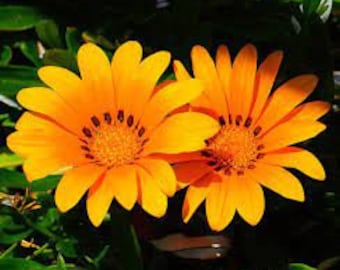 Más de 30 semillas de flores de crema de naranja Gazania / Tolerante a la sequía / Resiembra anual