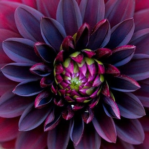10 Black Dahlia Flower Seeds
