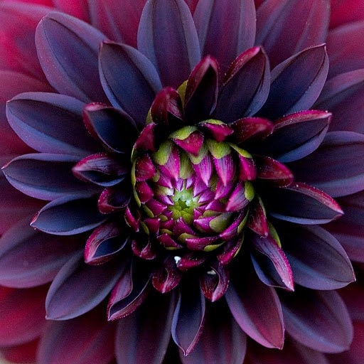 10 Black Dahlia Flower Seeds Etsy
