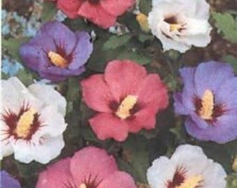 15+ Rose Of Sharon Flower Seeds Mix / Hibiscus / Perennial