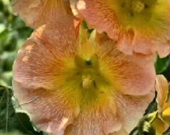35 Old Fashioned gigante albaricoque w/verde centro semillas de flor de malva individual / perenne