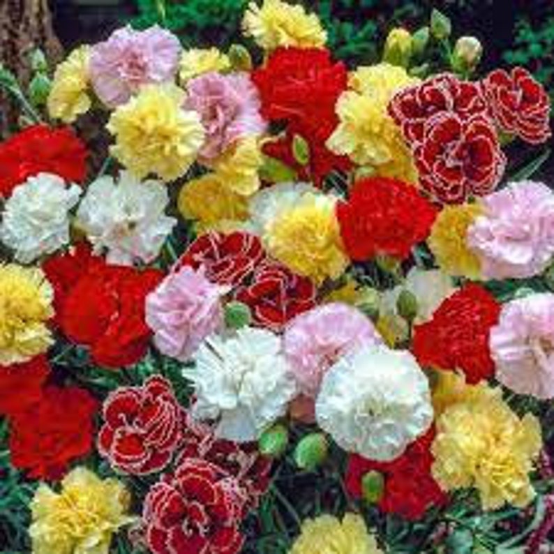 50+ Multi-color Mix Carnation Flower Seeds / Perennial - Etsy