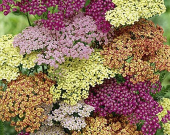 50+  Achillea Flower Seeds Mix / Yarrow / Perennial