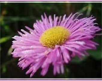 50+ Erigeron Pink Jewel Perennial Flower Seeds / Drought Tolerant Flea Repellant