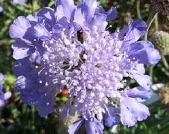 25+ Lilac Scabiosa Pincushion Flower Seeds / Perennial