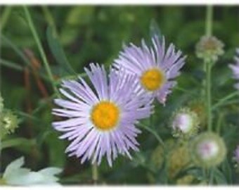 30+ Aster Boltonia Asteroides / Perennial Flower Seeds / Drought Tolerant
