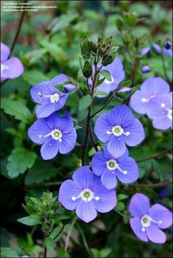 50 Veronica Oxford Blue Creeping Speedwall Perennial Flower Etsy 50 Veronica Oxford Blue Creeping Speedwall Perennial Flower Etsy