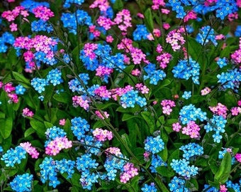 35+ Myosotis Forget Me Not Flower Seeds  Rose/Blue Mix / Perennial