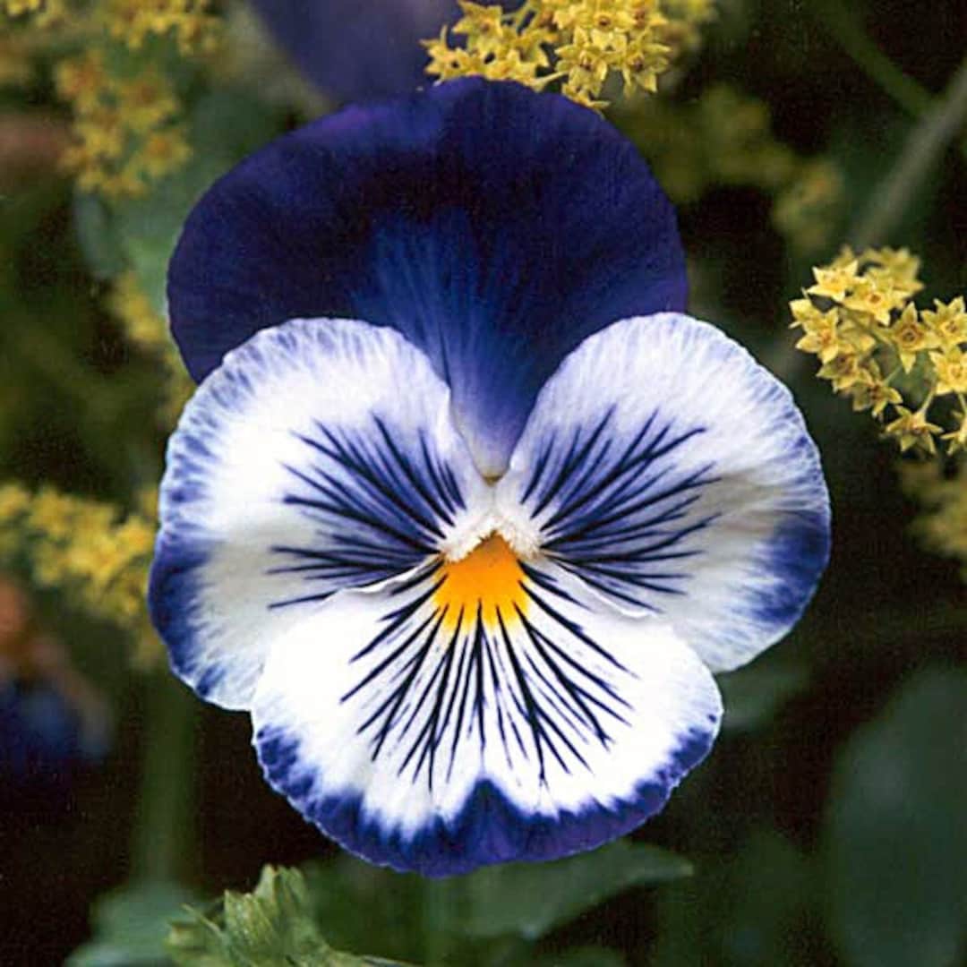 35 Blue Pansy joker Flower Seeds / Wonderfully Fragrant Annual - Etsy